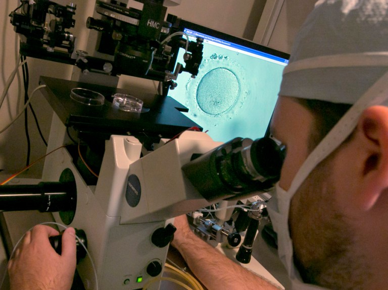 Researchers were able to fertilize eggs with a 40-50 percent success rate. (AP photo/Richard Drew)