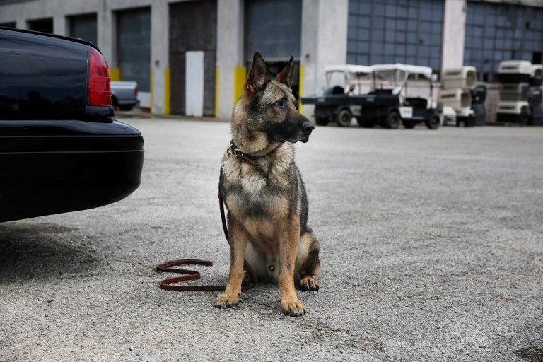 —œThe embassy is aware of these reports and is concerned by the allegations regarding the treatment of both the dogs and their human handlers,—£ the State Department official said. (AP Photo)