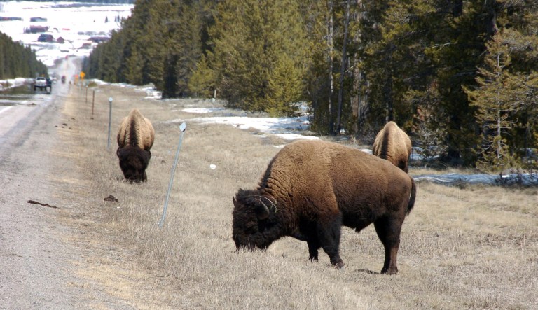 In this April 20, 2014, file photo, bison graze along a state highway near West Yellowstone, Montana.