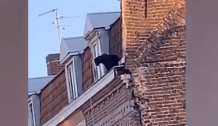 A black panther was on the loose in France today. 