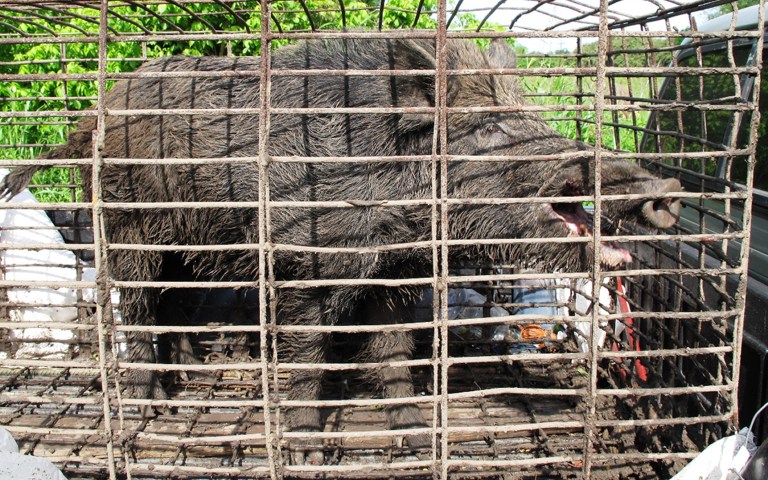 In this April 30, 2012 photo provided by trapperjohnschmidt.com, a feral hog caught by trapper John Schmidt is caged in New Orleans. An estimated 5 million swine, descendants of both escaped domestic pigs and wild Eurasian boars imported by hunters, do about $800 million in damage a year to farms nationwide. Damage outside farms and population control bring the annual total to $1.5 billion. (AP Photo/trapperjohnschmidt.com, John Schmidt)