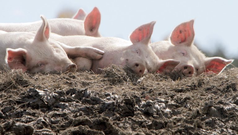 Duke Energy announced Monday it will buy excrement from pigs and poultry for a new waste output center. (AP Photo/Toby Talbot)