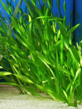 Grow seagrass to help restore the Bay