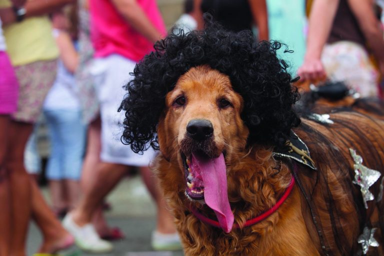 A disguised dog is seen during the 