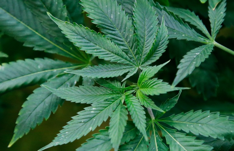 Massachusetts becomes first state to incorporate marijuana education in driver’s ed