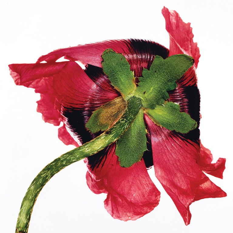 Irving Penn’s Burlap-Backed Beauties