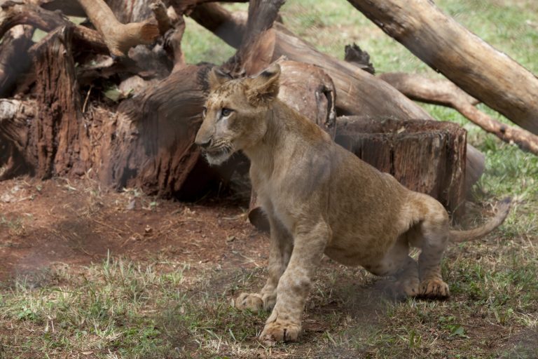 The lion cub Tumaini (Hope), whom United Nations Secretary General Ban Ki-moon adopted during his visit to the Nairobi Animal Orphanage, is seen in Nairobi, Kenya, Saturday, June 28, 2014.  (AP Photo/Sayyid Azim)