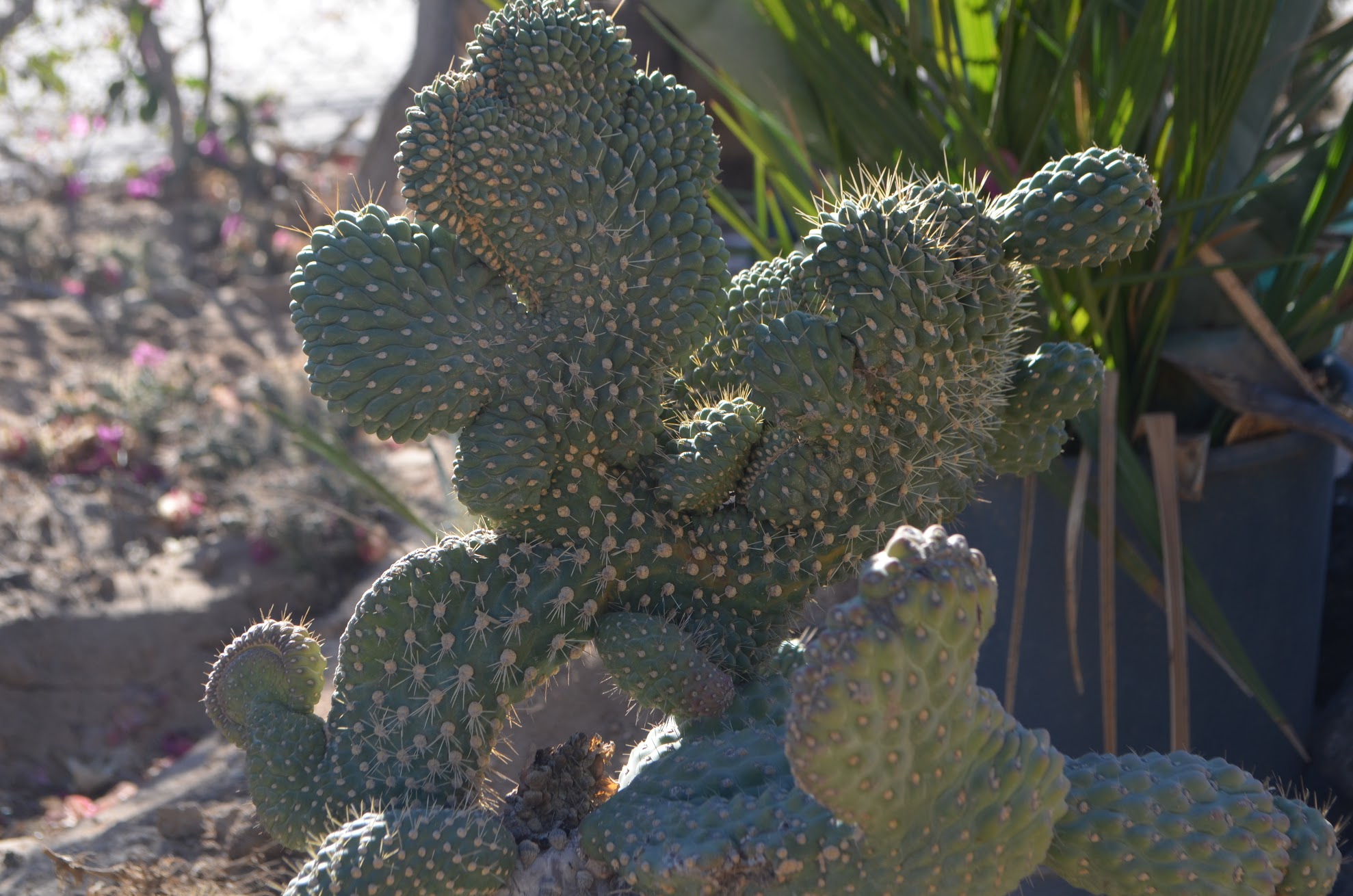 Border Bike Trip Day 9: Flat Tires and a Crushed Bike