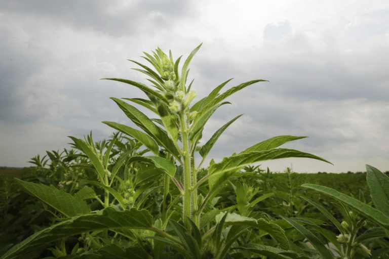In this photo taken Friday, Aug. 8, 2014, a sesame plant grows in a field near Lake City, Ark. The crop's drought tolerance and a recently developed trait that lets it accommodate typical harvesting equipment are helping the seed gain a foothold in part of the southeastern United States. (AP Photo/Danny Johnston)