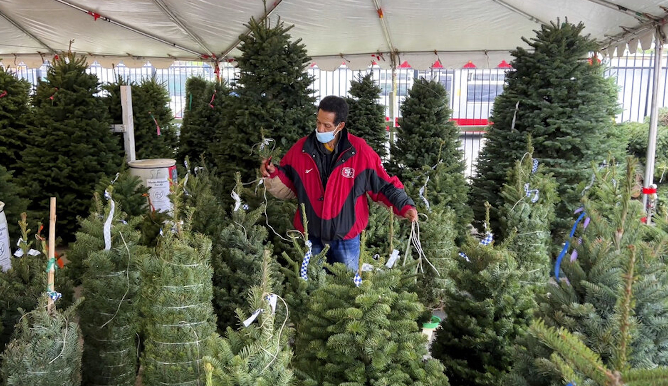 How and where you can recycle your Christmas tree in DC