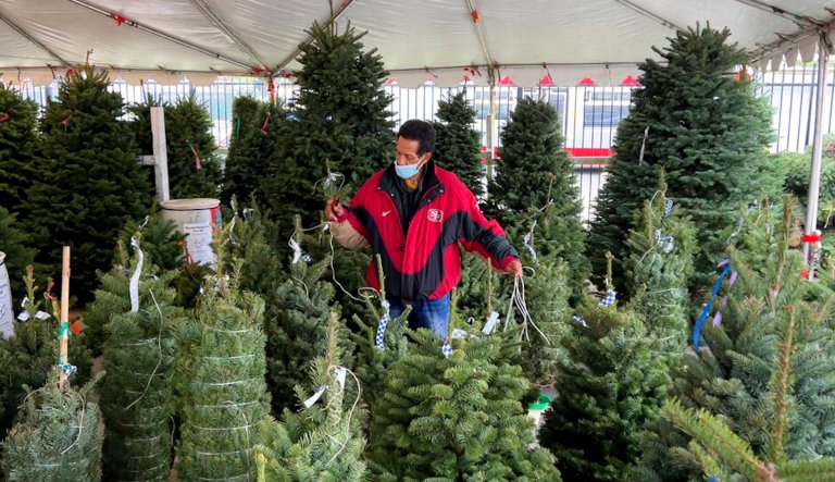 Darrell Evans prepares live Christmas trees for sale at Christmas Tree Jamboree in San Francisco on Nov. 19, 2021. Extreme weather and supply chain disruptions have reduced supplies of both real and artificial trees this season. American shoppers should expect to have fewer choices and pay up to 30% more for both types this Christmas, industry officials say.