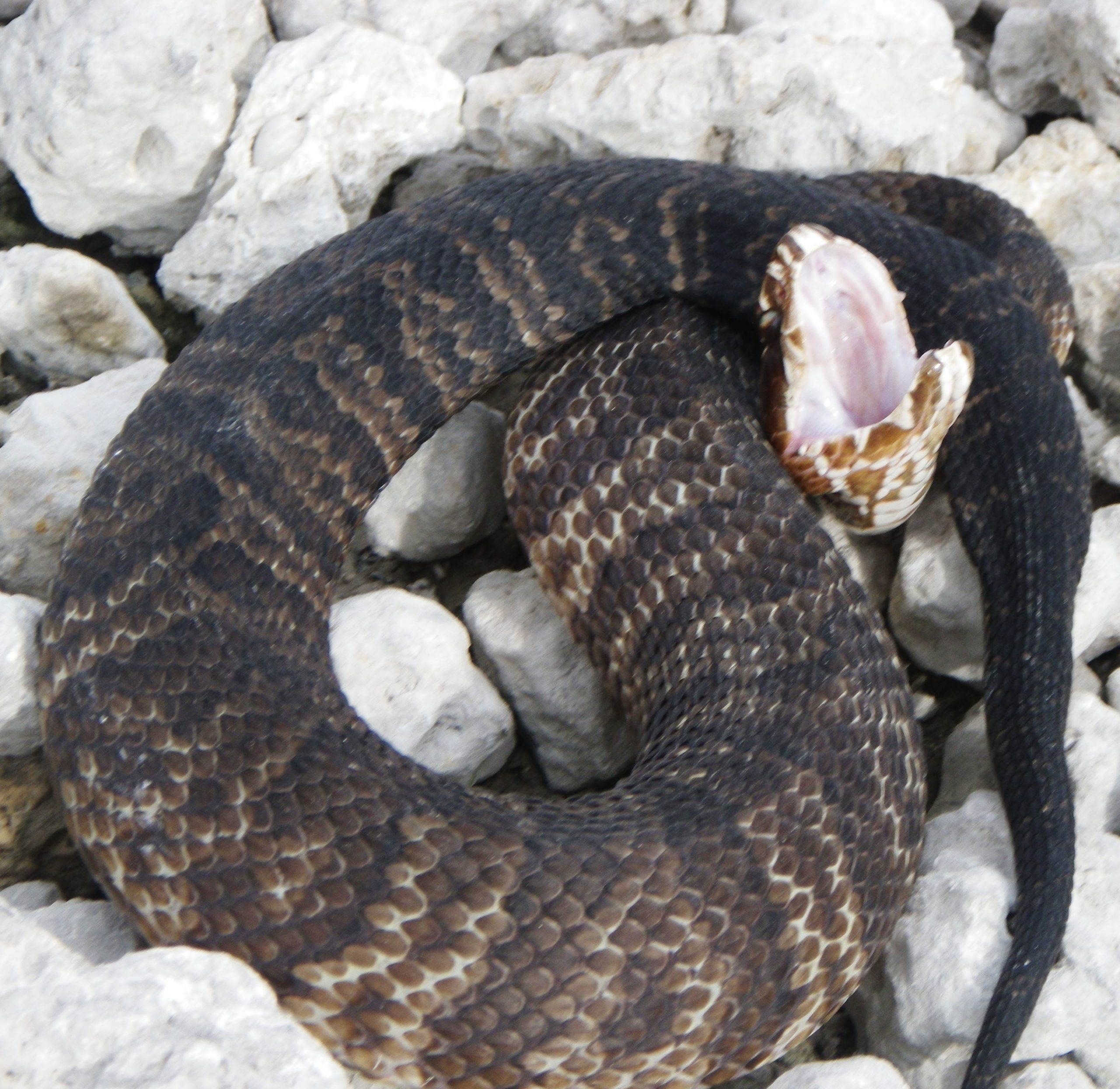 cottonmouth.jpg