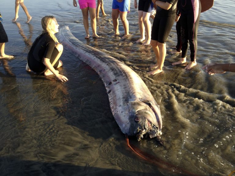 This Friday Oct. 18, 2013 Image provided by Mark Bussey shows an oarfish that washed up on the beach near Oceanside, Calif. This rare, snakelike oarfish measured nearly 14 feet long. According to the Catalina Island Marine Institute, oarfish can grow to more than 50 feet, making them the longest bony fish in the world. (AP Photo/Mark Bussey) MANDATORY CREDIT