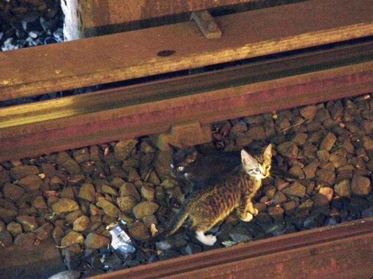 A kitten stands between the rails on subway tracks in the Brooklyn borough of New York Thursday. Power was cut to the tracks as transit workers tried to remove the kittens from the tracks. (AP Photo/Metropolitan Transit Authority)