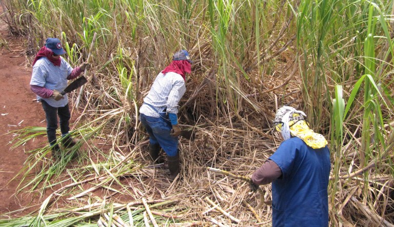 Hawaii stopped producing sugar entirely in December, after more than a century in the business. (AP Photo/Audrey McAvoy, File)
