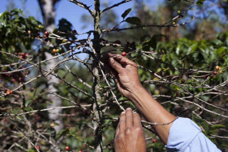 FILE - In this Feb. 9, 2013, file photo, small coffee producer Hector Perez show coffee beans damaged by the roya fungus in San Gaspar Vivar, Guatemala. The U.S. government is stepping up efforts to help Central American farmers fight a devastating coffee disease _ and to keep the price of your morning cup down. A fungus called coffee rust has already caused more than $1 billion in damage across the Latin American region. It is especially deadly to Arabica coffee, the bean that makes up most high-end, specialty coffees, and it is already affecting the price of some of those coffees in the United States.  (AP Photo/Moises Castillo, File)