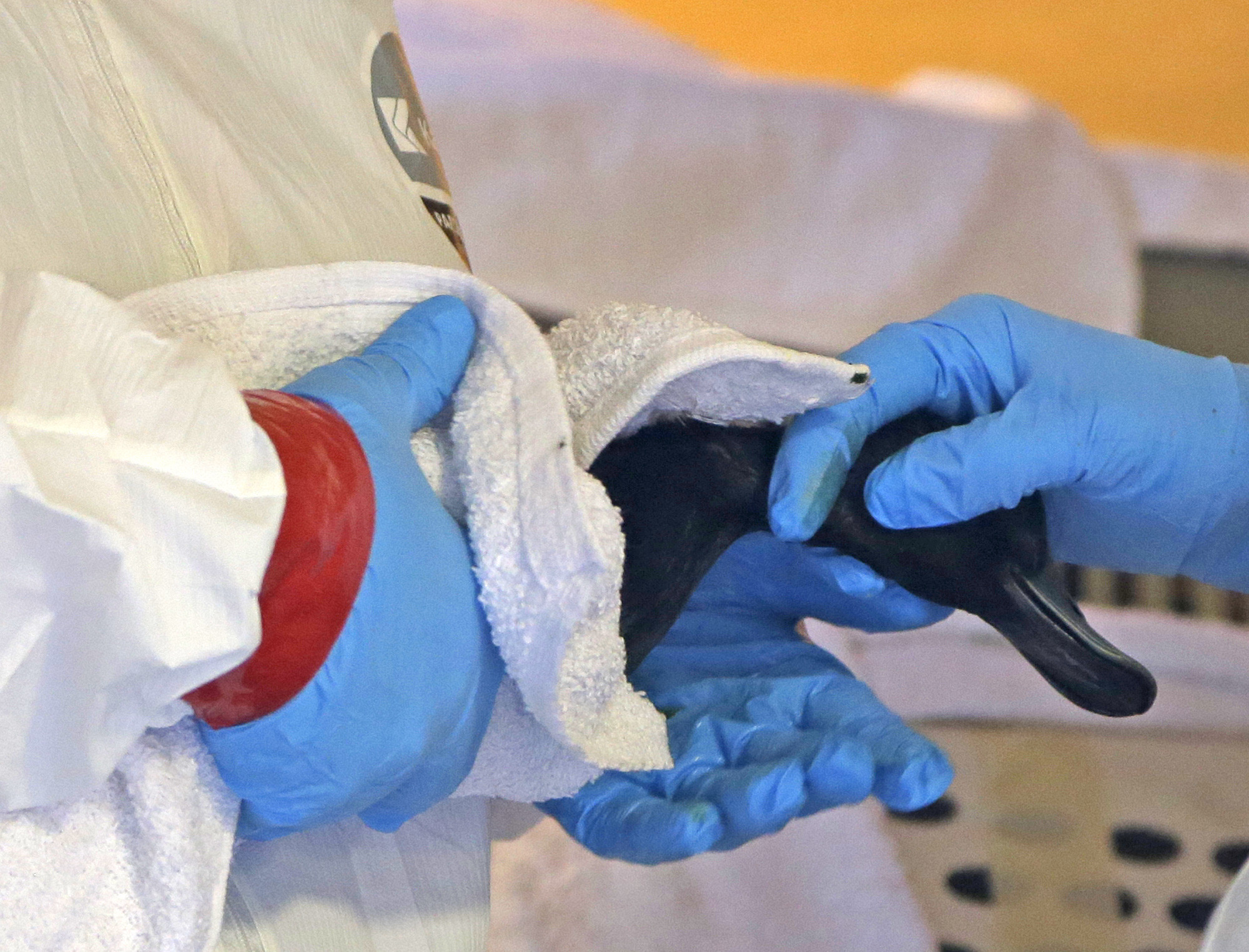 Officials hopeful oil spill not hard on wildlife