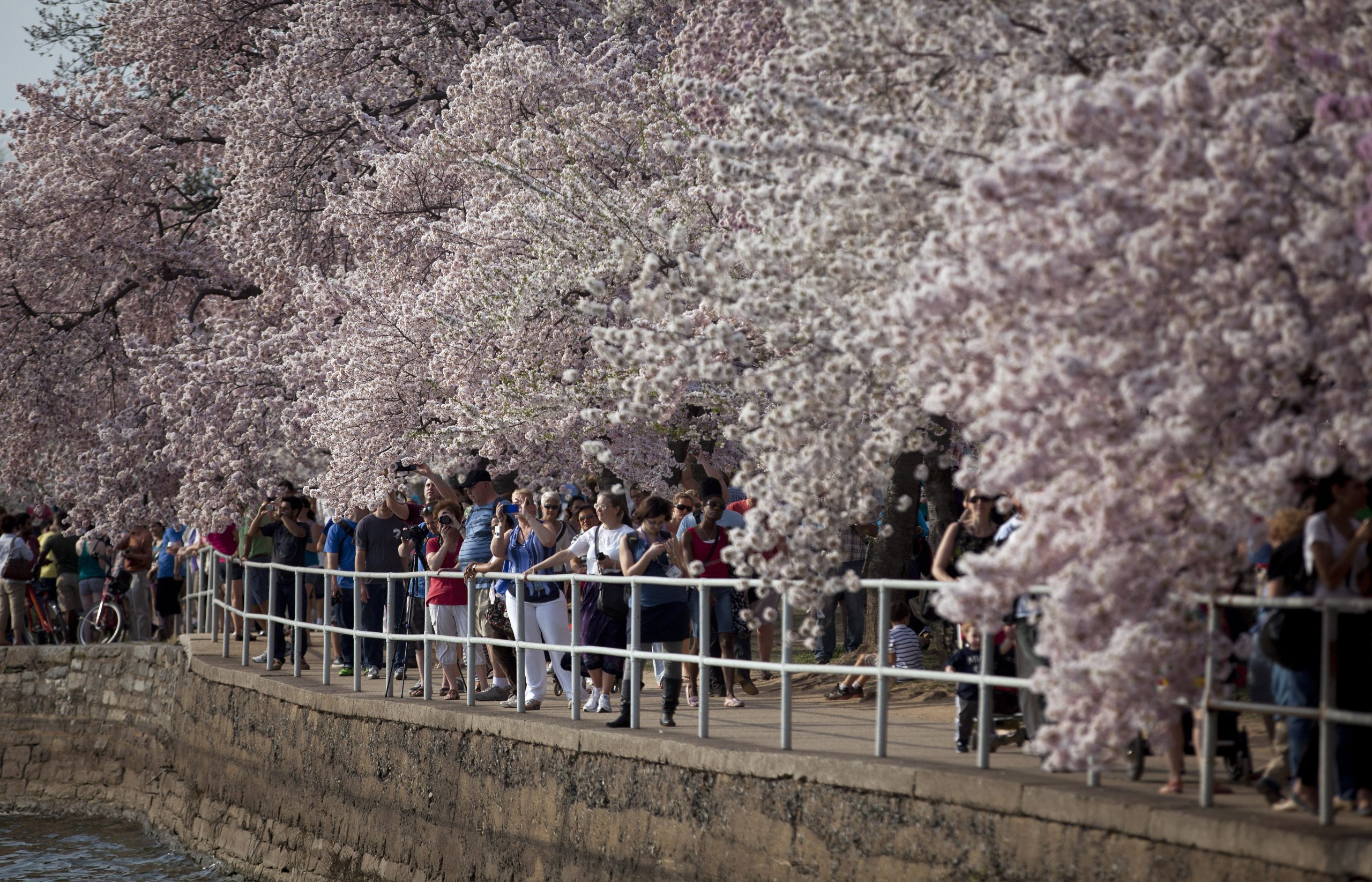 DC cherry blossoms predicted to bloom April 8-12