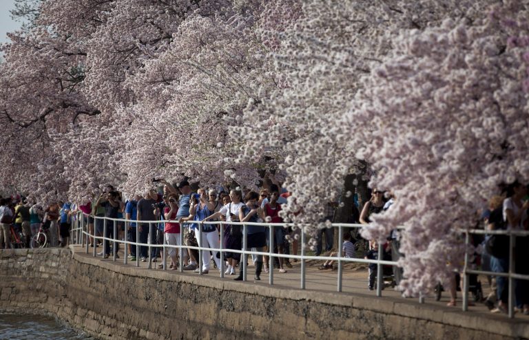 FILE - This April 10, 2013 file photo shows visitors walking along the Tidal Basin in Washington to enjoy the cherry blossom trees in full bloom. Washington's famous cherry blossom trees are expected to bring the first sure sign of spring between April 8 and 12, when they're predicted to reach peak bloom. National Park Service officials made the bloom prediction Tuesday as organizers announced plans for this year's National Cherry Blossom Festival. (AP Photo/Evan Vucci, File)