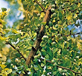 D.C. sprays trees to dilute bad odor