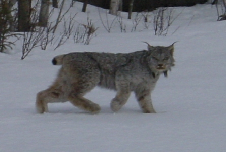 Global warming cited for adding special habitat for Canada Lynx
