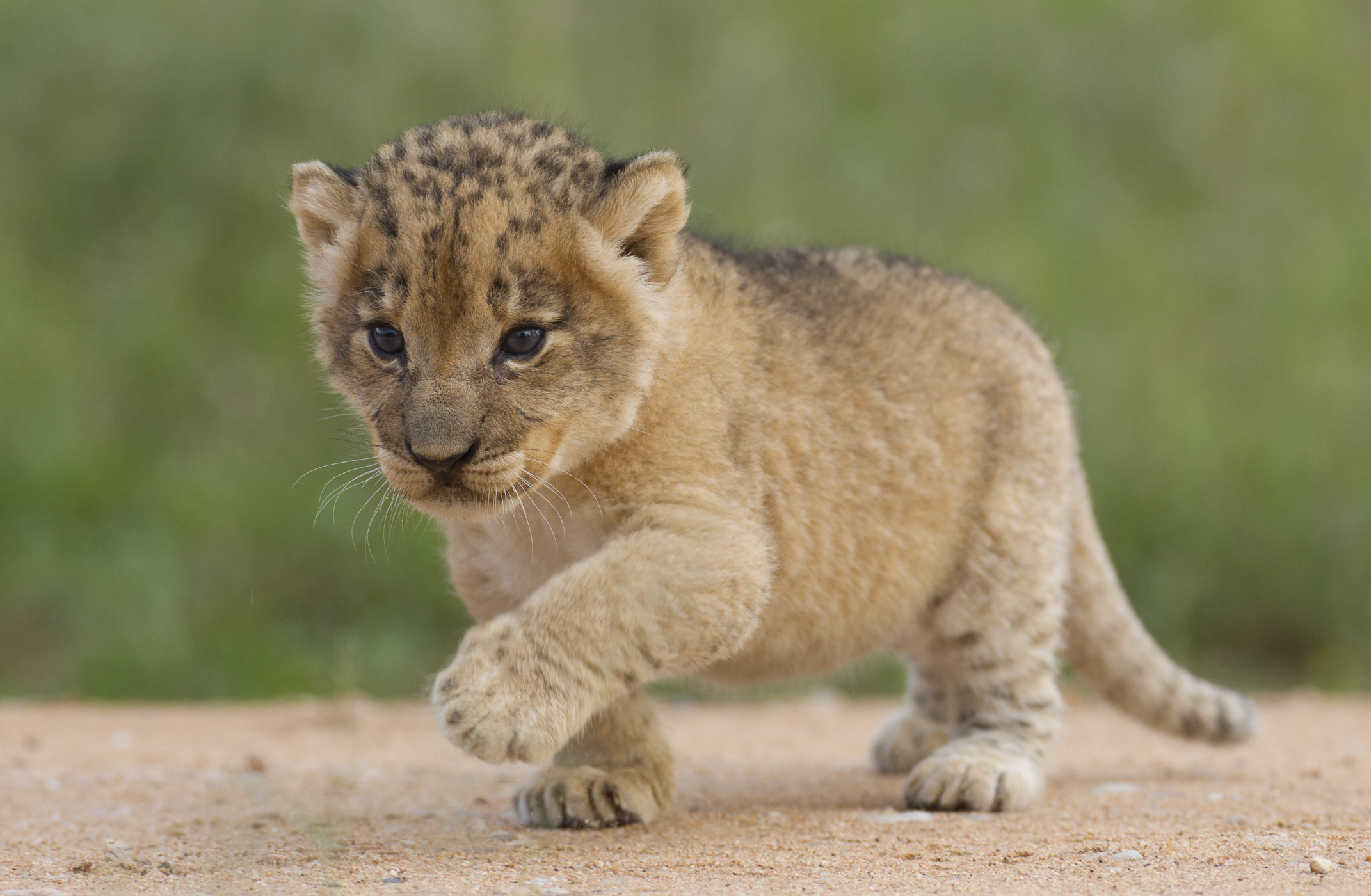 Tiger King star Doc Antle indicted and charged with trafficking lion cubs