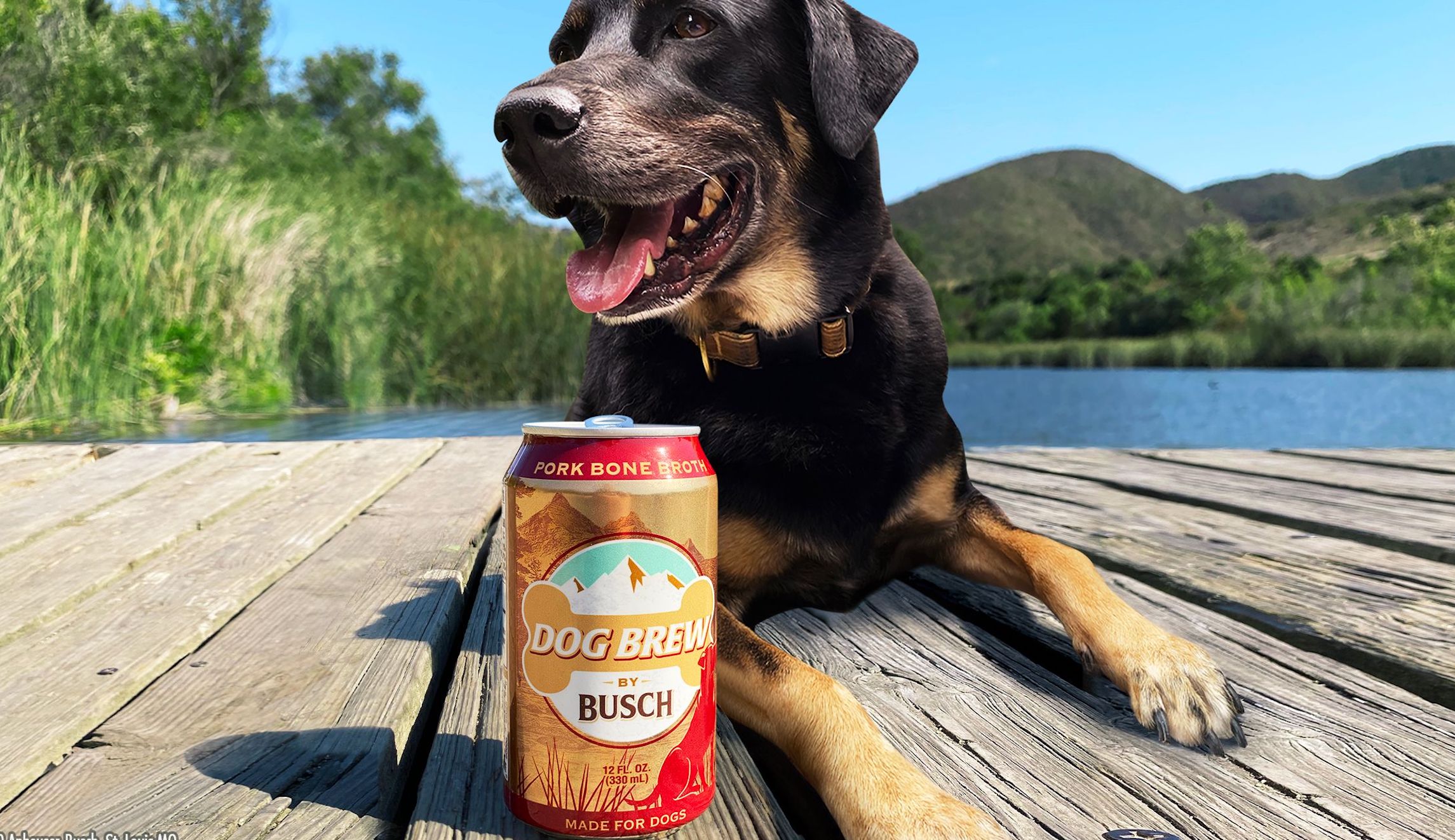 Dog Brew