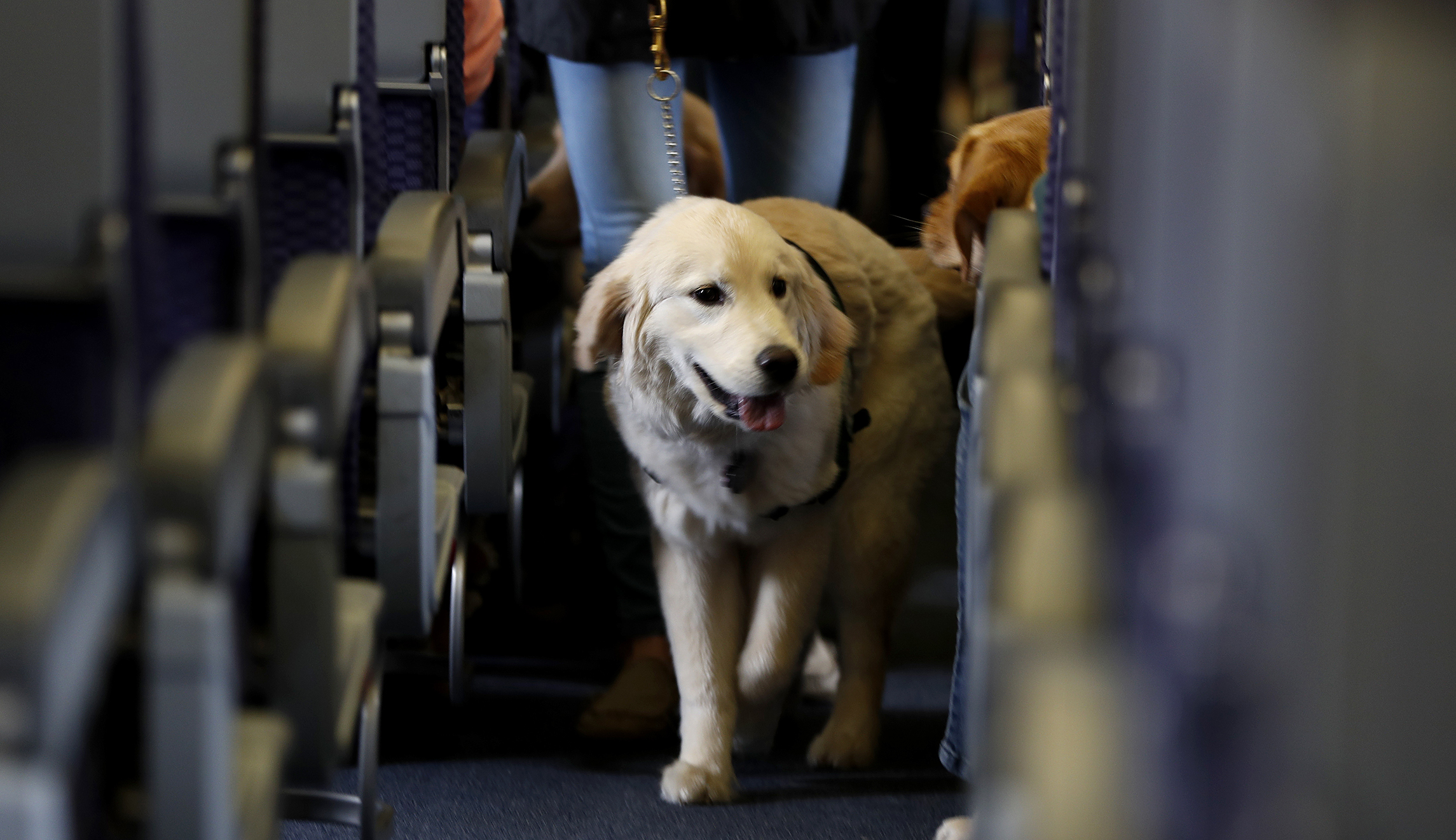 Pets on planes? Federal government to weigh updated rules next spring