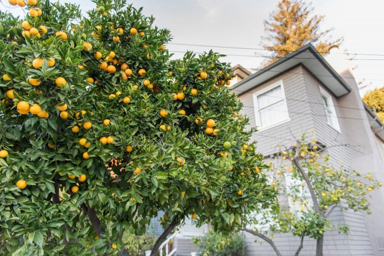 How a Trusting Liberal Professor Got Hosed By Her Own Kind