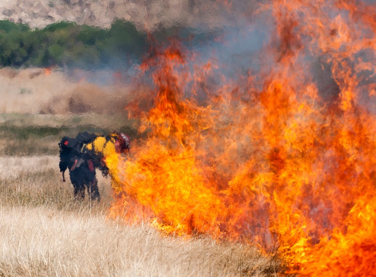 Environment committee's top officials introduce bill to better protect native species from invasive threats. (James Quigg/The Daily Press via AP)