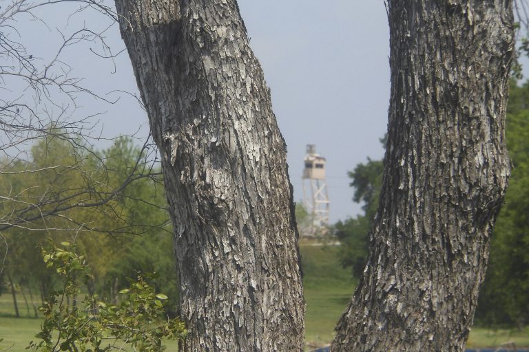 This photo shows the general area in Anzalduas Park in Misison, Texas., where officials say a group of three female immigrants from Honduras tried to surrender to Border Patrol Agent Esteban Manzanares Wednesday afternoon. Manzanares killed himself early Thursday and the FBI is investigating allegations that he kidnapped and assaulted the migrants. (AP/Alicia A. Caldwell)