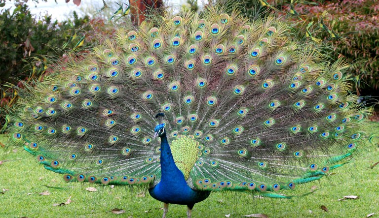 A passenger offered to buy a ticket for a peacock to travel with her on a plane. (iStock Photo)