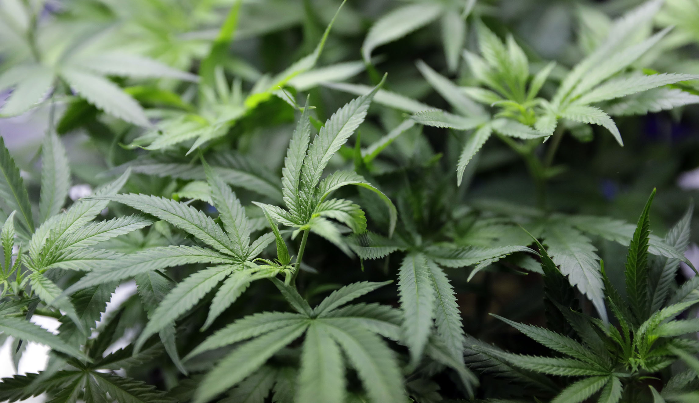 Recreational sales of weed become legal today in California