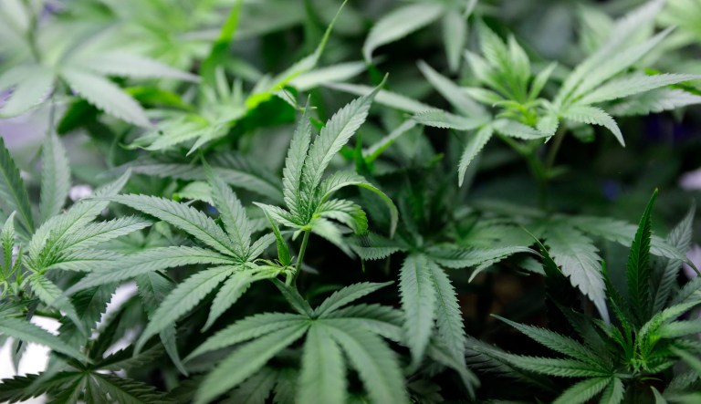 Recreational sales of weed become legal today in California