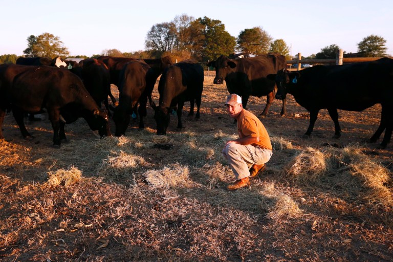Cattleman and cowboys are up in arms over Obama's midnight regulation run. (AP Photo/Brynn Anderson)