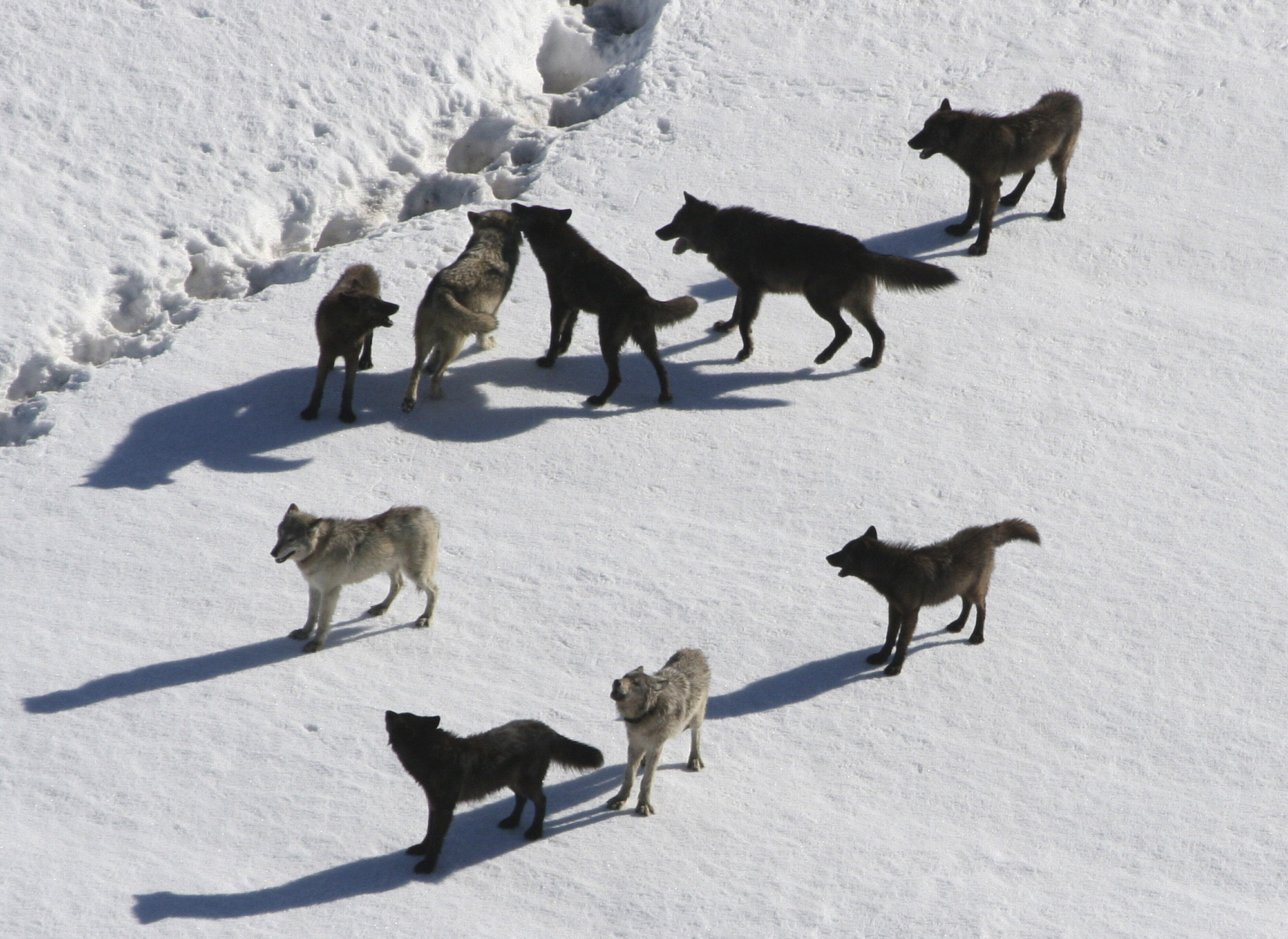 Yellowstone wolf shootings draw scrutiny in Mont.