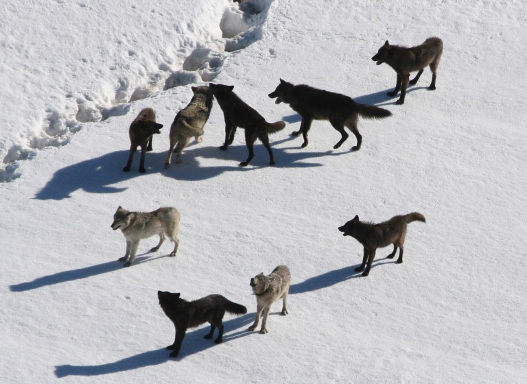   This March, 2007 photo provided by National Park Service photographer Doug Smith shows a Gibbon wolf pack standing on snow in Yellowstone National Park, Wyo. Restrictions on gray wolf harvests around Yellowstone are under consideration as the state prepares to kick off its inaugural wolf trapping season on Dec. 15, 2012. Conservation groups want limits on trapping after several wolves collared by park scientists for research were shot by Montana hunters in recent weeks. (AP Photo/National Park Service, Doug Smith)  