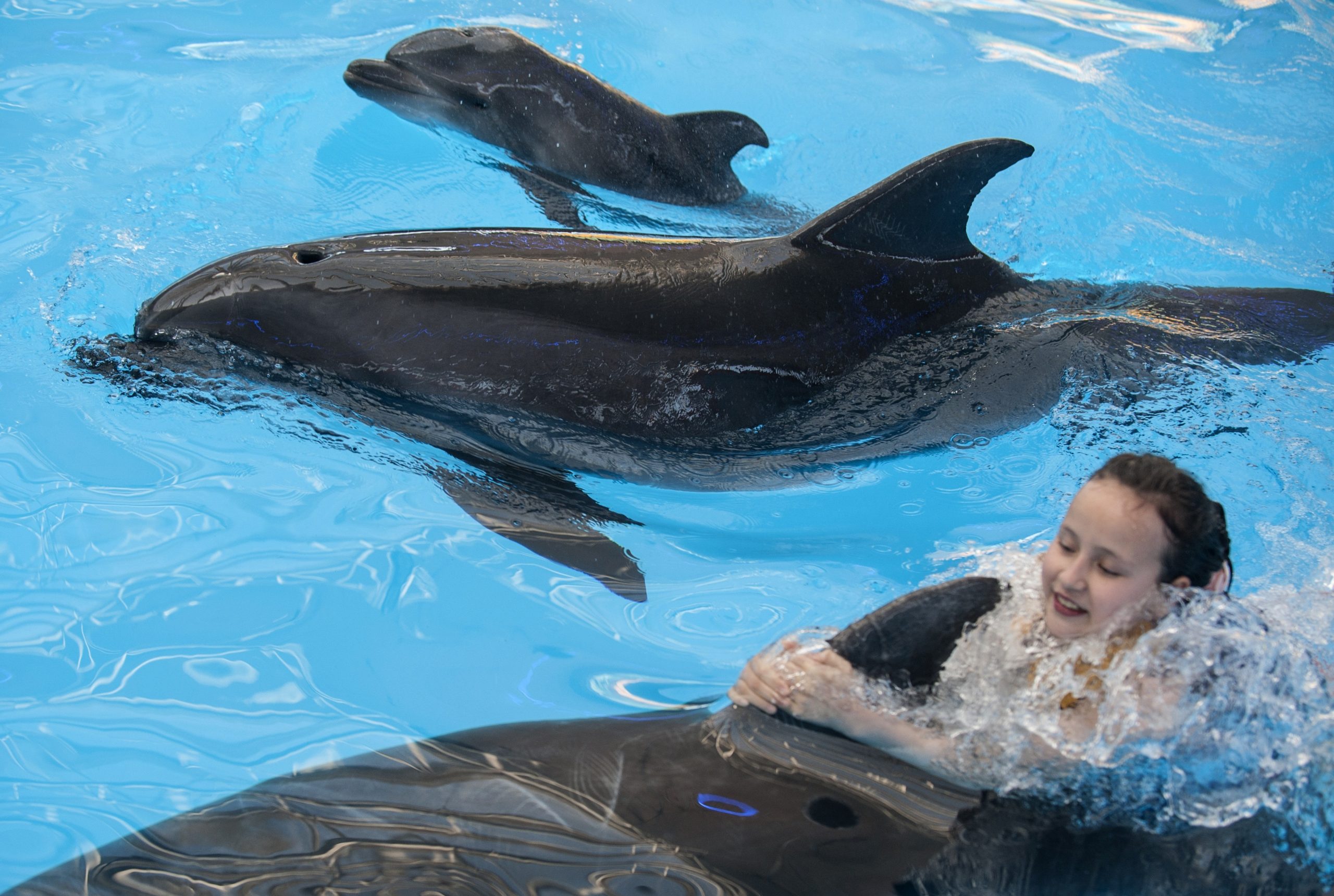 Dolphin named ‘Peace’ born in ailing Ukraine city