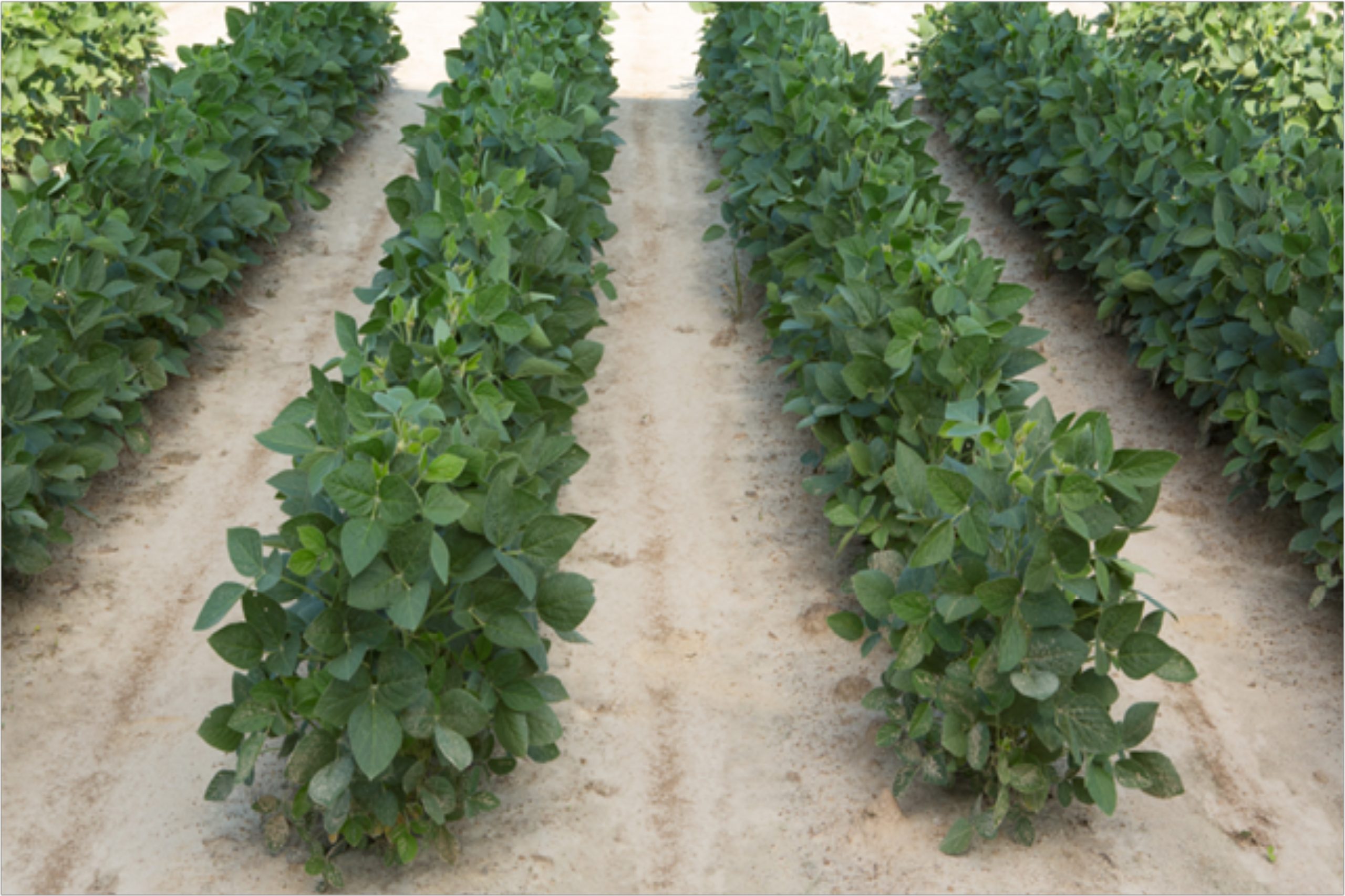 Government might deregulate corn, soybean seeds