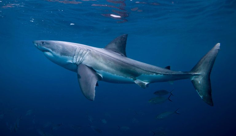 Shark Week is done, and shark fin sales should be too