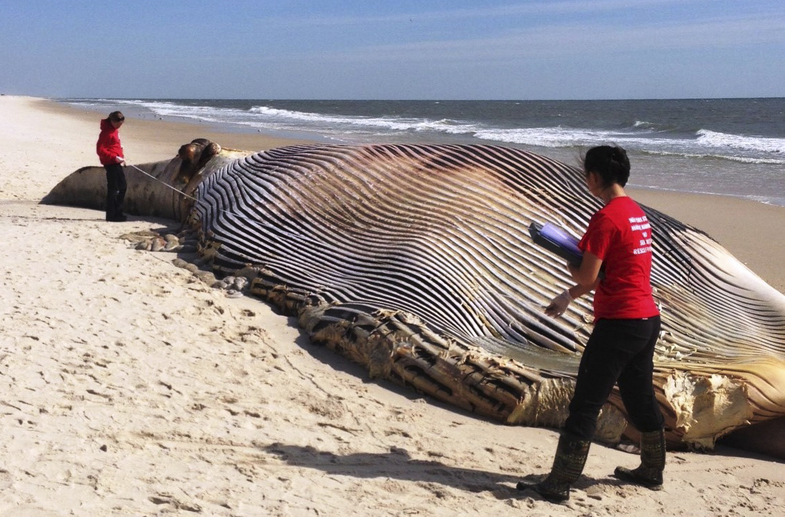 58-foot dead whale washes ashore on Long Island