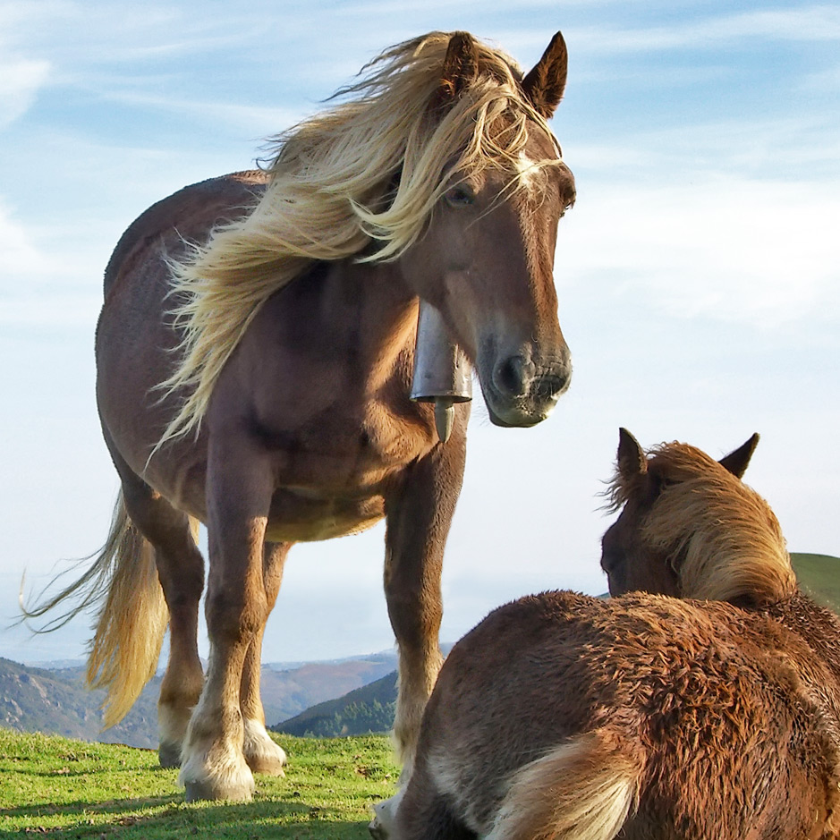 Horsefeathers