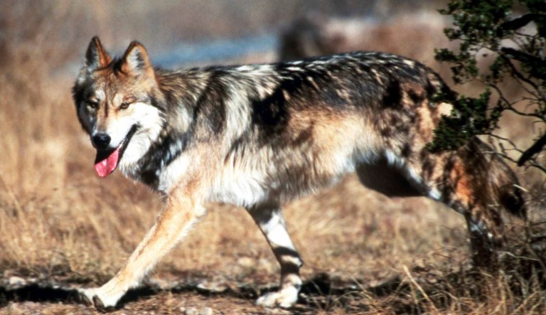 D.C. Circuit Court of Appeals ruled that the Fish and Wildlife Service's analysis was inadequate to remove protections for the wolf species in nine states. (Jim Clark/U.S. Fish and Wildlife Service via AP, File)