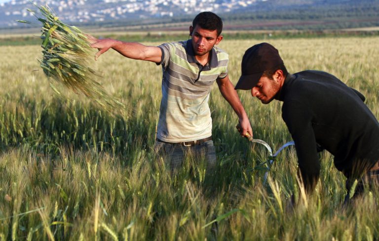File - In this Thursday, April 24, 2014. file photo, Palestinian farmers harvest  wheat on a farm near the West Bank city of Jenin. The Palestinian economy is expected to contract for the first time in seven years in 2014, shrinking by 4 percent, the result of the recent Gaza war, continued Israeli and Egyptian restrictions on Palestinian trade and a drop in foreign aid, the World Bank said Tuesday. The bank issued the report ahead of a meeting next week of donor nations to the Palestinians on the sidelines of the U.N. General Assembly. (AP Photo/Mohammed Ballas, File)