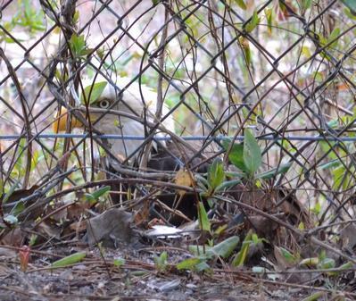 Fate of eagle rescued along Metro tracks up in the air
