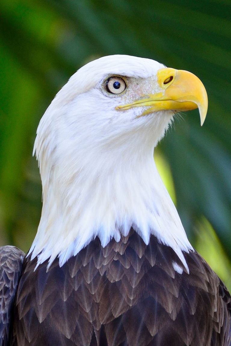 Prufrock: New Mark Twain Story and How the Bald Eagle Became a Nuisance