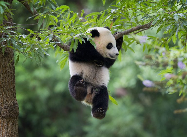 Panda cub Bao Bao hangs from a tree in her habitat at the National Zoo in Washington, Saturday, Aug. 23, 2014. Today marks her first birthday and the the zoo is marking the event with a traditional 'Zhuazhou' ceremony, a Chinese birthday tradition symbolizing long life to mark the event. (AP Photo/Pablo Martinez Monsivais)