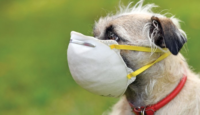 Gimme shelter: Man’s best friend in quarantine