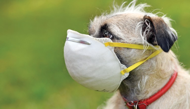 Gimme shelter: Man’s best friend in quarantine