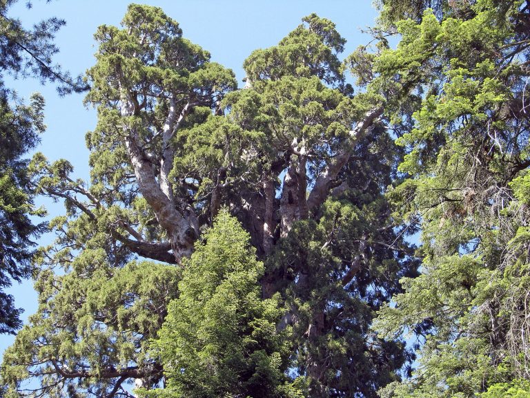   In this 2009 photo released by Steve Sillett, The President, a Giant Sequoia Tree, is shown in Sequoia National Park, Calif. After 3,240 years the Giant Sequoia is still growing wider at a consistent rate, which may be what most surprised the scientists examining how they and coastal redwoods will be impacted by climate change and whether they have a role to play in combatting it. (AP Photo/Steve Sillett) MANDATORY CREDIT  